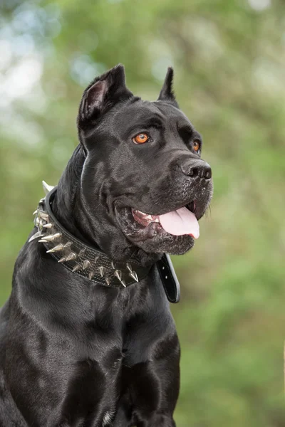 Der schwarze Hund — Stockfoto