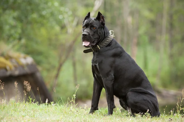 De zwarte hond — Stockfoto