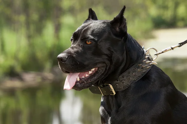 De zwarte hond — Stockfoto