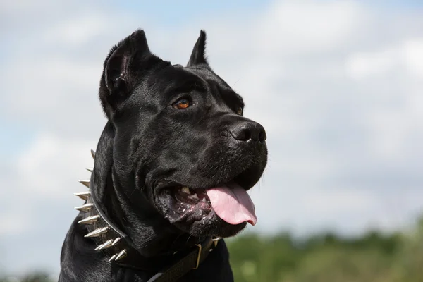 O cão preto — Fotografia de Stock