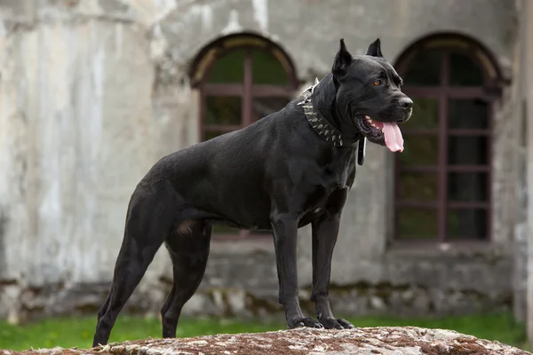 El perro negro — Foto de Stock