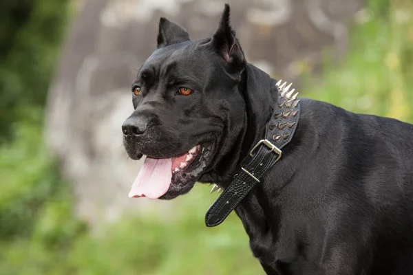 O cão preto — Fotografia de Stock