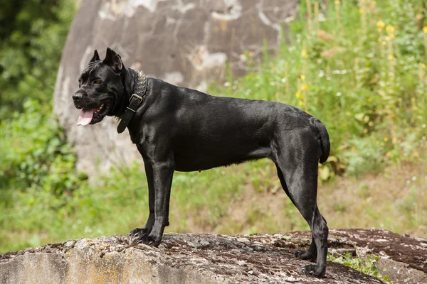 O cão preto — Fotografia de Stock