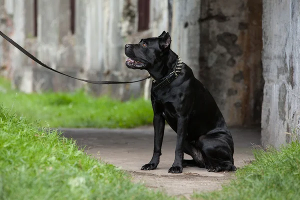 O cão preto — Fotografia de Stock