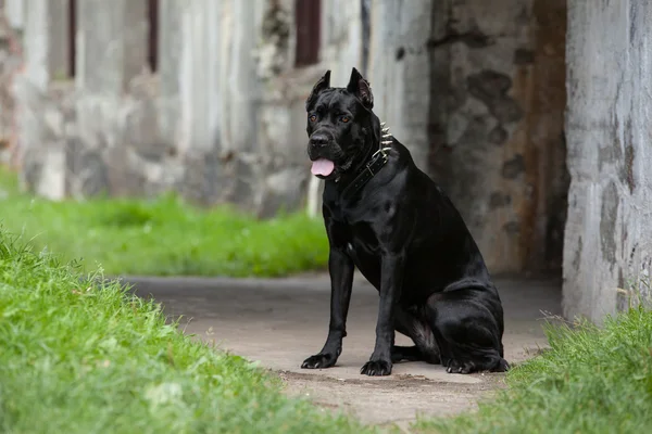 The black dog — Stock Photo, Image