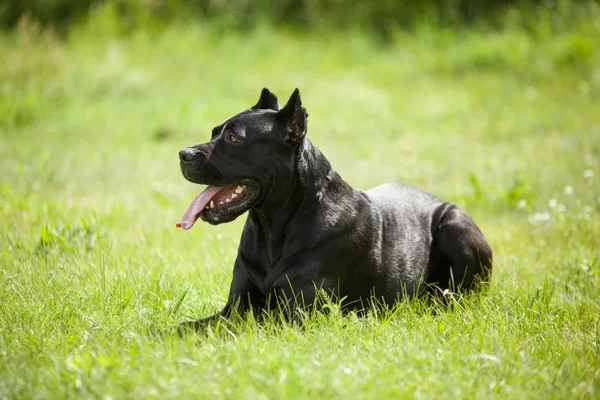 Czarny pies — Zdjęcie stockowe