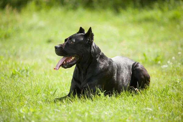 De zwarte hond — Stockfoto