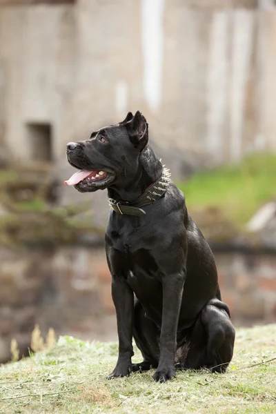 De zwarte hond — Stockfoto