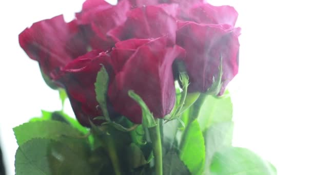 Σχετικά με τα κόκκινα τριαντάφυλλα ψεκάζεται νερό σε λευκό φόντο. — Αρχείο Βίντεο
