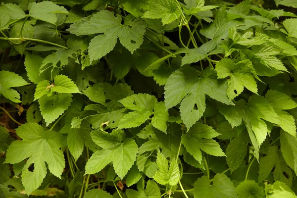 Solid Backgroundof Green Ivy Plant Design — Stock Photo, Image