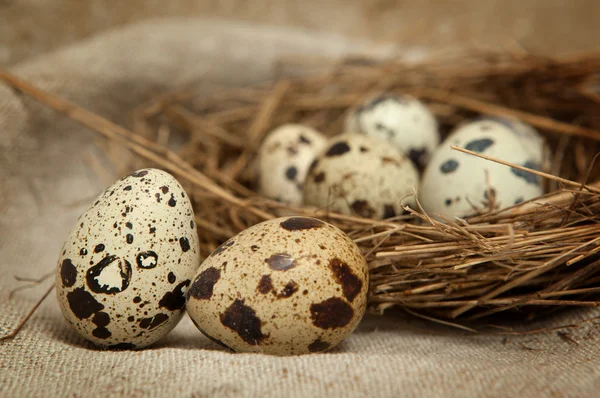 Eggs — Stock Photo, Image