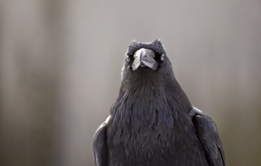 Kışın raven