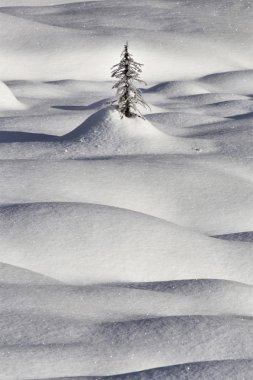 Dağ kar Moğolların