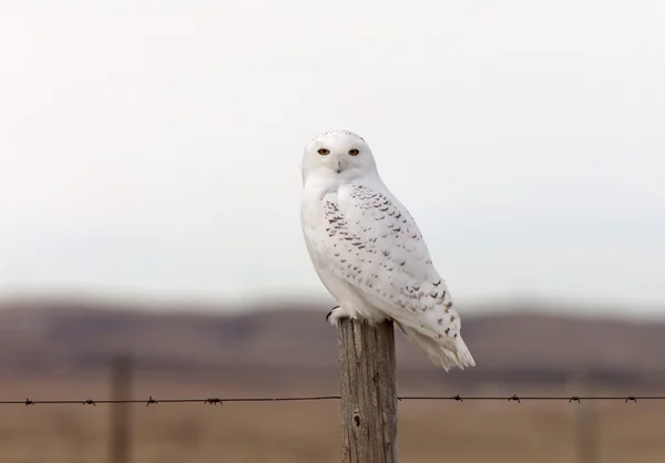 Snowy Owl on Fence Post — Stock Photo, Image