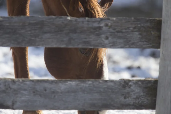 Paard in de winter — Stockfoto