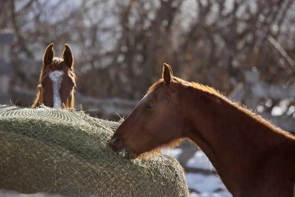Лошадь зимой — стоковое фото