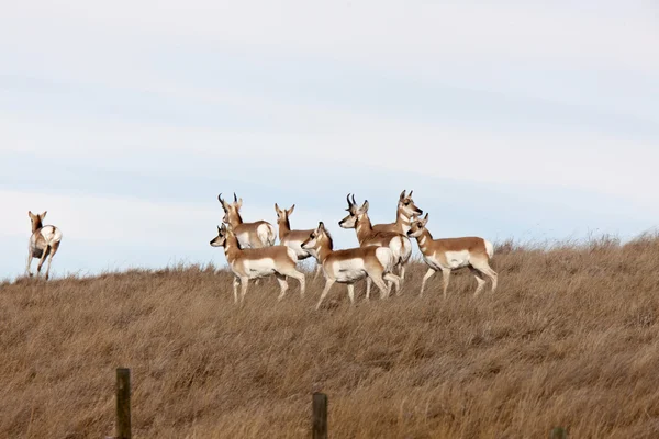 Pronghorn Antelope Canada — Stock Photo, Image