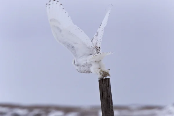 Sněžná sova v letu — Stock fotografie