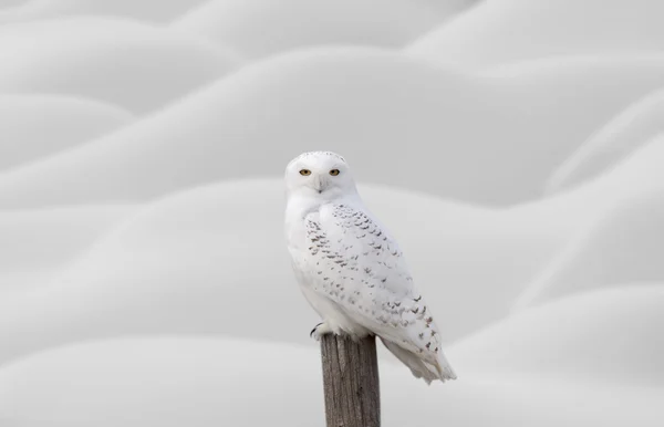 Snowy Owl on Fence Post — Stock Photo, Image