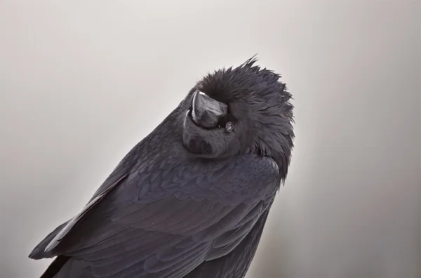 Raven in Winter — Stock Photo, Image