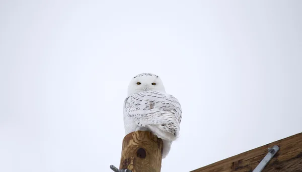 Sněžná sova na plot — Stock fotografie