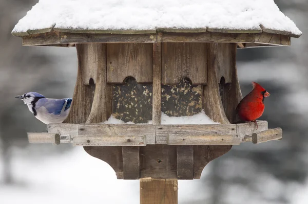 Червоний кардинал і синій Джей — стокове фото