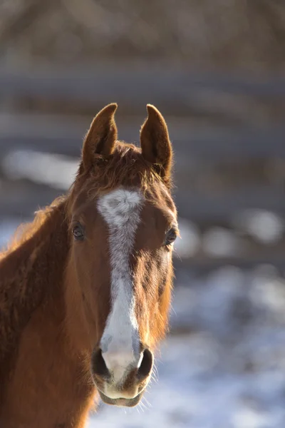 Cavalo no inverno — Fotografia de Stock