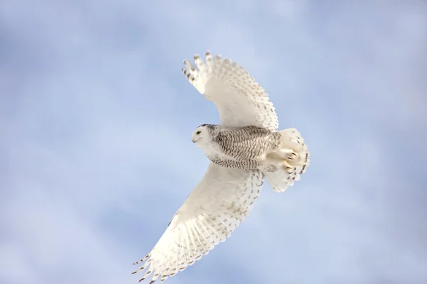 Fjälluggla i flyg — Stockfoto