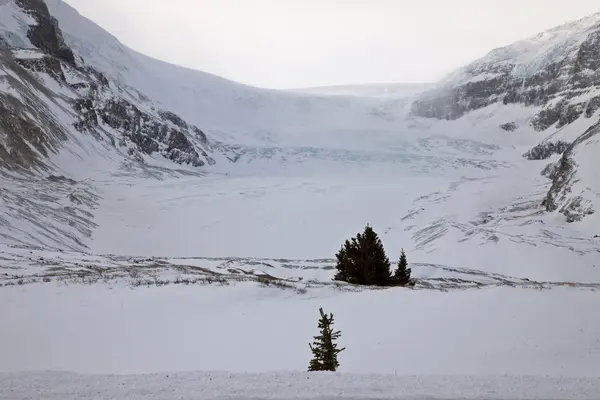 Colúmbia Icefields Alberta Montanhas Rochosas — Fotografia de Stock