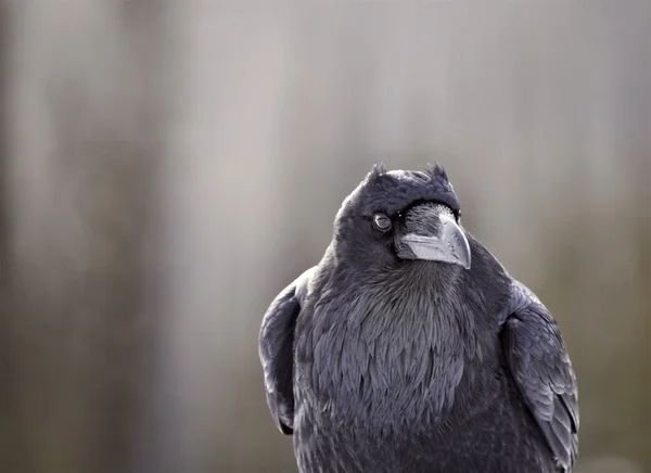 Raven in de Winter — Stockfoto