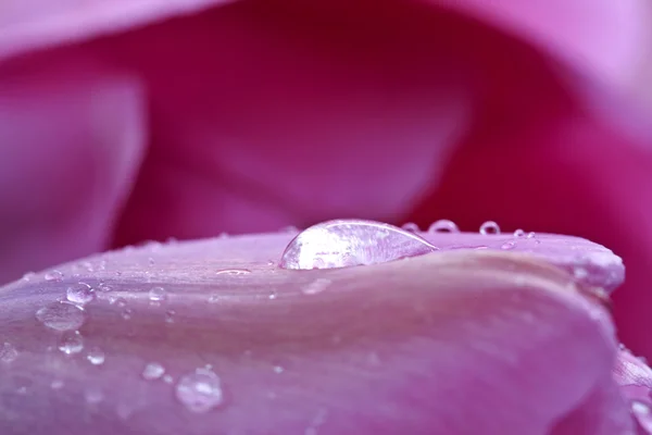 Macro tulipa rosa — Fotografia de Stock