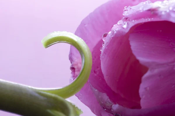 Růžová Tulipán makro — Stock fotografie