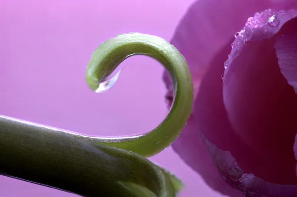 Růžová Tulipán makro — Stock fotografie