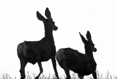 Prairie Saskatchewan Kanada 'da Geyik Kapanıyor