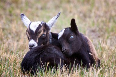 Yavru keçiler Saskatchewan Bir tarlada iç içe