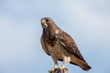 Swainson Şahin Saskatchewan bir direkte oturuyor 