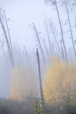Kuzey Saskatchewan 'ın sonbaharı, el değmemiş kırsal manzarası.