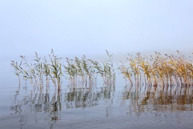 Kuzey Saskatchewan 'ın sonbaharı, el değmemiş kırsal manzarası.