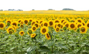 Saskatchewan 'daki Prairie Ayçiçeği Tarlası Kırsal Sahnesi