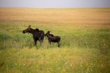 Saskatchewan Kanada 'da bir tarlada Moose ve Baby