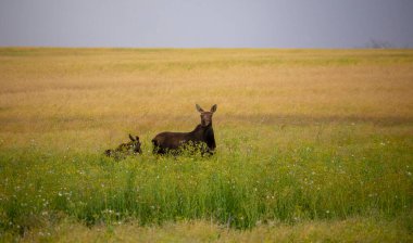 Saskatchewan Kanada 'da bir tarlada Moose ve Baby