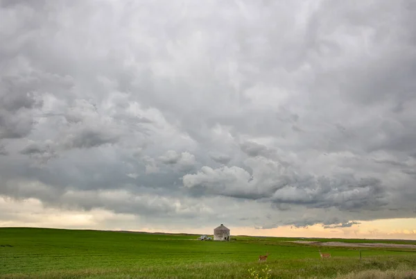 Ominante Tormenta Nubes Pradera Verano Escena Rural —  Fotos de Stock