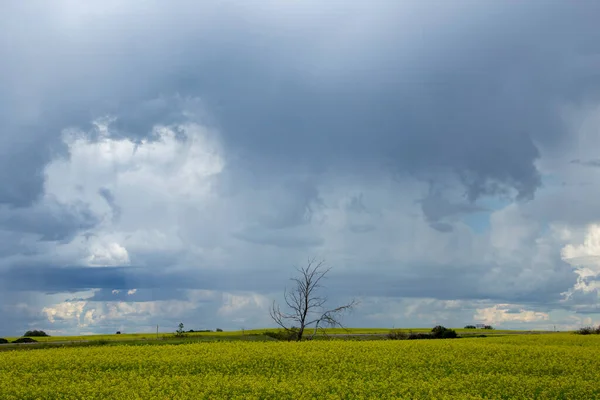 Ominante Tormenta Nubes Pradera Verano Escena Rural — Foto de Stock