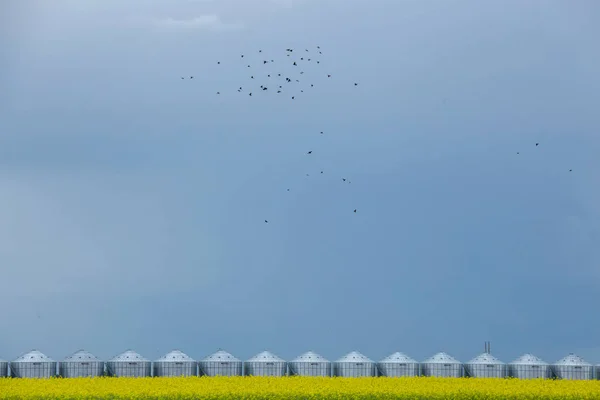 Okrutna Burza Pochmurna Prairie Letnia Scena Wiejska — Zdjęcie stockowe