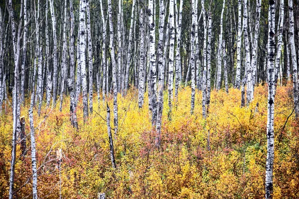 Aspen Träd Höst Saskatchewan Kanada Faller Färger — Stockfoto