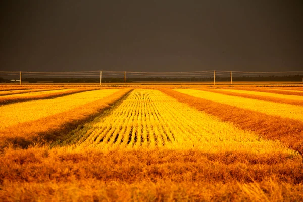 Ominosa Tempesta Nuvole Prateria Estate Rurale Scena — Foto Stock