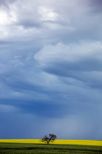 Ominosa Tempesta Nuvole Prateria Estate Rurale Scena — Foto Stock