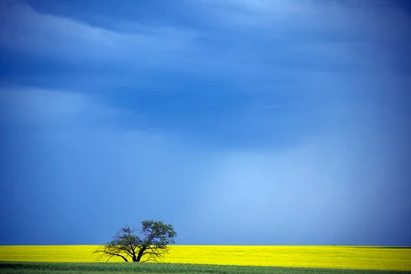 Ominosa Tempesta Nuvole Prateria Estate Rurale Scena — Foto Stock