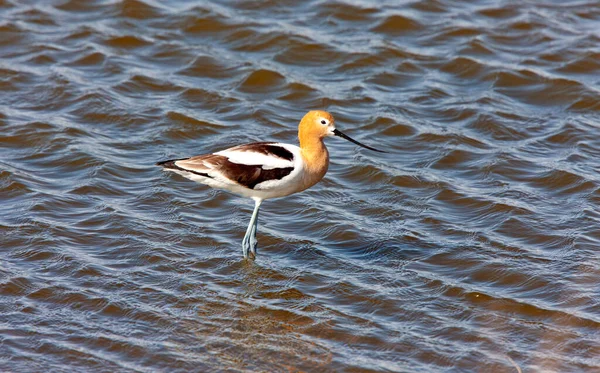 American Avocet Saskatchewan Vagueando Uma Lagoa — Fotografia de Stock