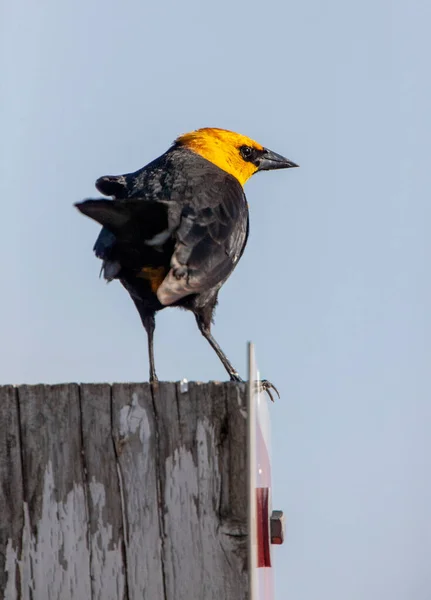 Yellow Headed Blackbird Post Canada — Stock Photo, Image